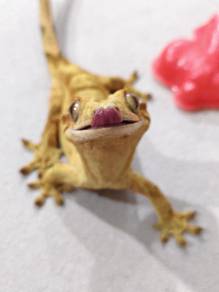 crested gecko