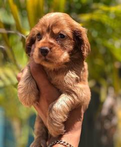 cocker's spaniel@