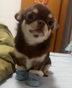 Chihuahua