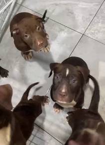 Pitbull 