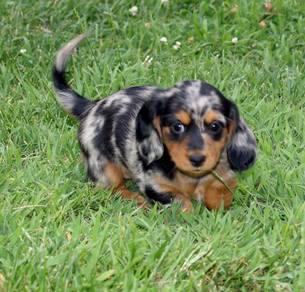DDD6000 #MKA blue dapple long haired dachshund