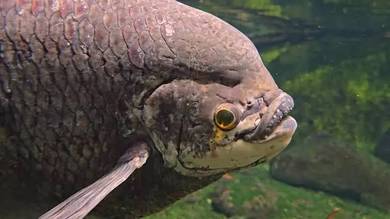 exodon kaloi gourami giant