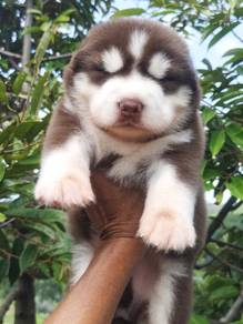Alaskan Malamute mix Wooly Husky (M)