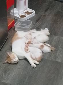 ibu kucing Dan 4ekor anak nak bagi free