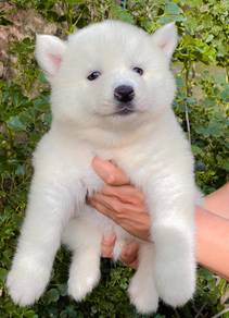 SIBERIAN HUSKY PUPPIES 🌻198 Male-Female