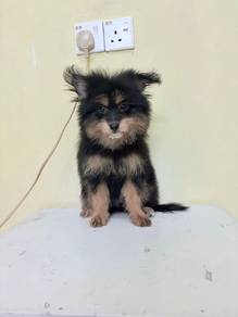 cute baby Pomeranian mix poodle pompoo