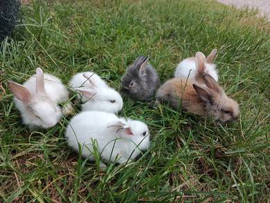 Anak arnab mix