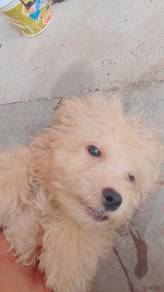poodle 