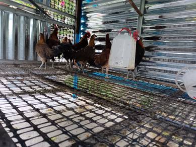 Ayam Hutam Asli(Original)