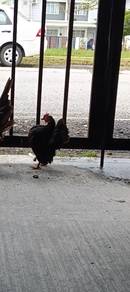 induk ayam serama 3 ekor