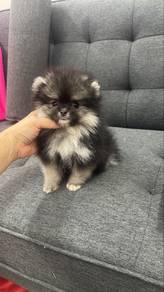 Rare Color Female Pomeranian Puppy
