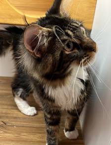 Mainecoon Untuk Dijual !!