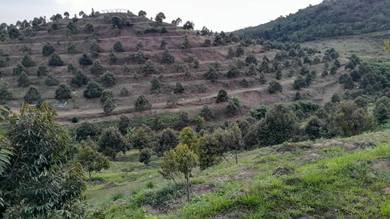 Agricultural Land in Rembau, NSN