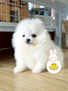 GGY_900 Brilliant Tiny Pomeranian puppy