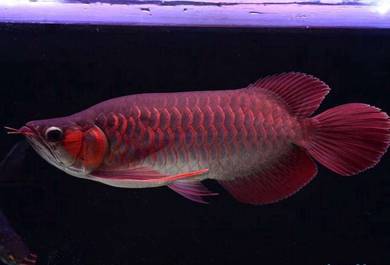 Chili red arowana 16 inch -wholesale