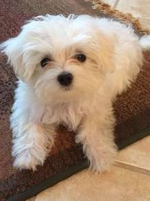 Furbaby Maltese Snow White Baby Face Puppy Dog