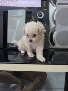 Pomeranian mix poodle 