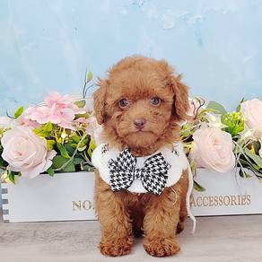 Poodle