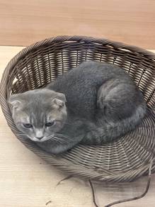 Scottish Fold Cat for sale