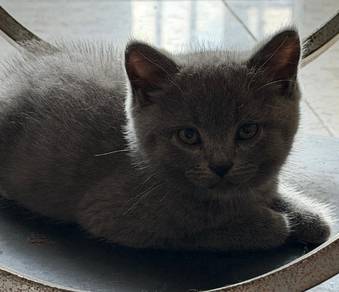 scottish straight blue short hair male