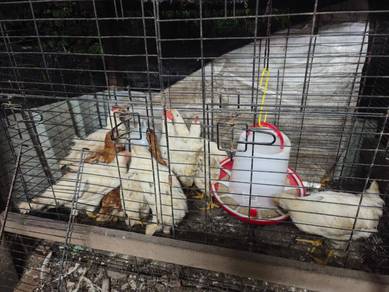 Ayam