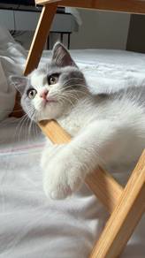 BSH x Munchkin (British Shorthair)