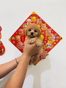 Tiny Poodle Light Brown Female