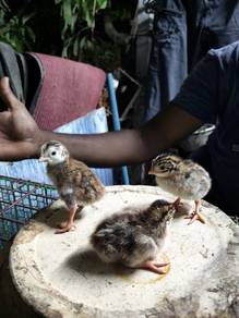 anak ayam api2