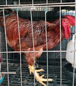Ayam Jantan