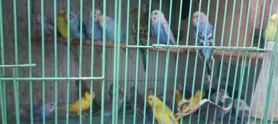 burung baji cantik
