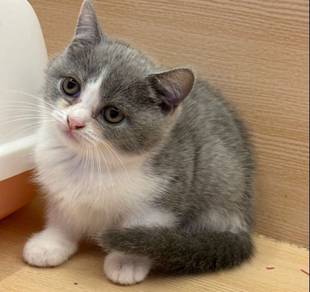Bi-Color British short Hair Cat for Sale