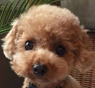 F6733 Happy-go-lucky Poodle Little Bear Puppy Baby