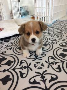 Sillygoose Corgi adorable big ears little puppy Pu