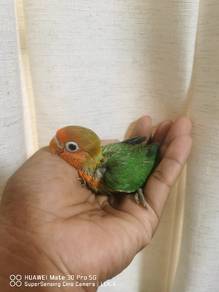 lovebird jinak 