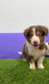 Border collie chocolate mka and microchip