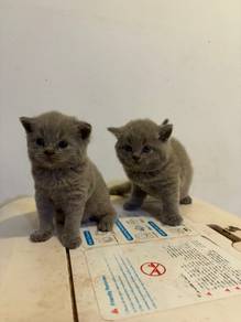 bsh kitten