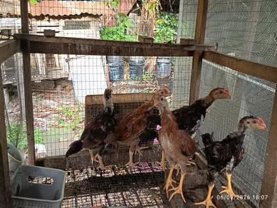 LETGO Anak Ayam Kampung