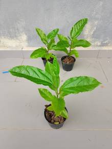 Anak Pokok Markisa Merah ( pokok stabil )