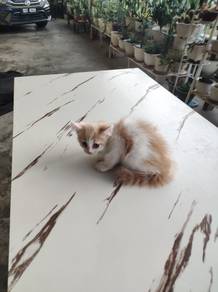 Kitten mix parsi tapi