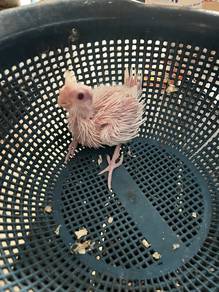 Anak Suap Burung Cockatiel