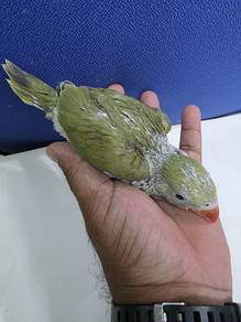 Burung