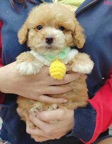 Poodle