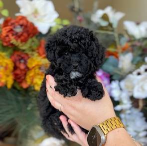 toy poodle 