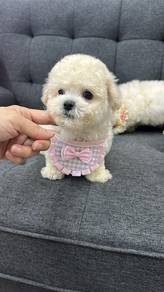 比熊犬男
Bichon
Male
M-1
Dob : 06-08-26