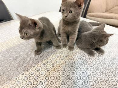 Anak bsh 