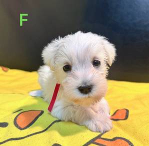SCHNAUZER MINIATURE PUPPIES 6R61 🌻 Available