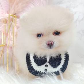 Pomeranian
