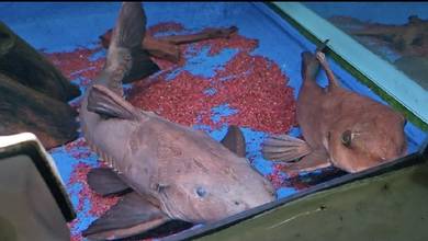 Ripsaw / Oxydoras Niger Catfish Aquarium Fish
