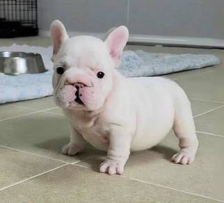 FRENCH BULLDOG PUPPIES FP213🌻 Cute & Big Rope