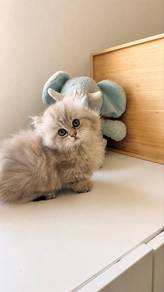 Munchkin